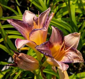 Denivka 'Moroccan Sunrise' - Hemerocallis 'Moroccan Sunrise'