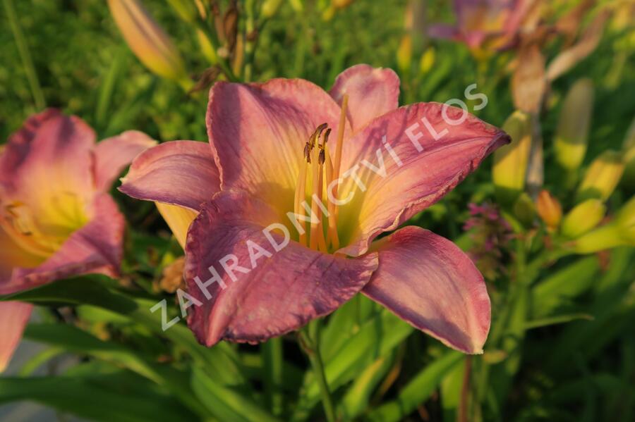 Denivka 'Moroccan Sunrise' - Hemerocallis 'Moroccan Sunrise'