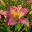 Denivka 'Moroccan Sunrise' - Hemerocallis 'Moroccan Sunrise'