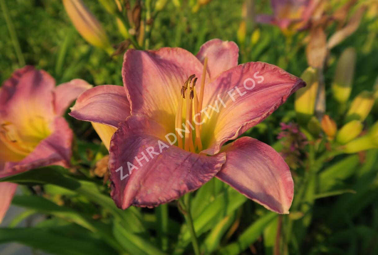 Denivka 'Moroccan Sunrise' - Hemerocallis 'Moroccan Sunrise'