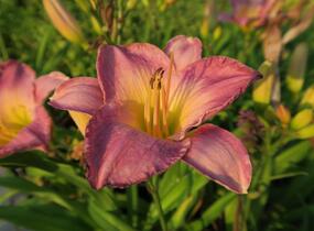 Denivka 'Moroccan Sunrise' - Hemerocallis 'Moroccan Sunrise'