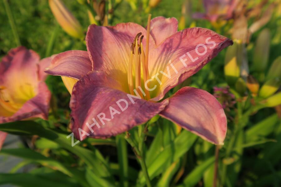 Denivka 'Moroccan Sunrise' - Hemerocallis 'Moroccan Sunrise'