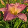 Denivka 'Moroccan Sunrise' - Hemerocallis 'Moroccan Sunrise'