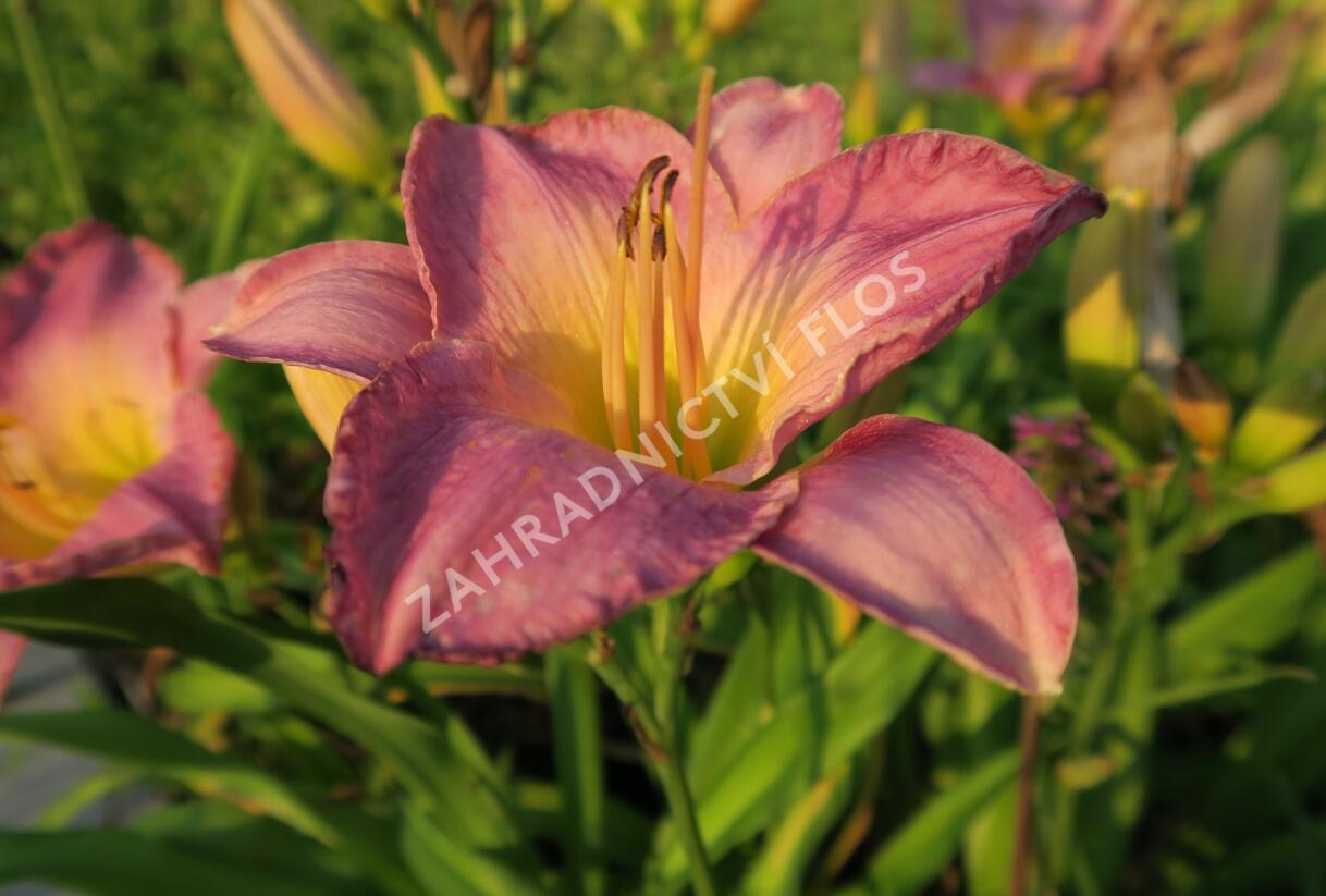 Denivka 'Moroccan Sunrise' - Hemerocallis 'Moroccan Sunrise'