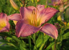 Denivka 'Moroccan Sunrise' - Hemerocallis 'Moroccan Sunrise'