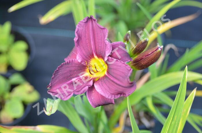 Denivka 'Macbeth' - Hemerocallis 'Macbeth'