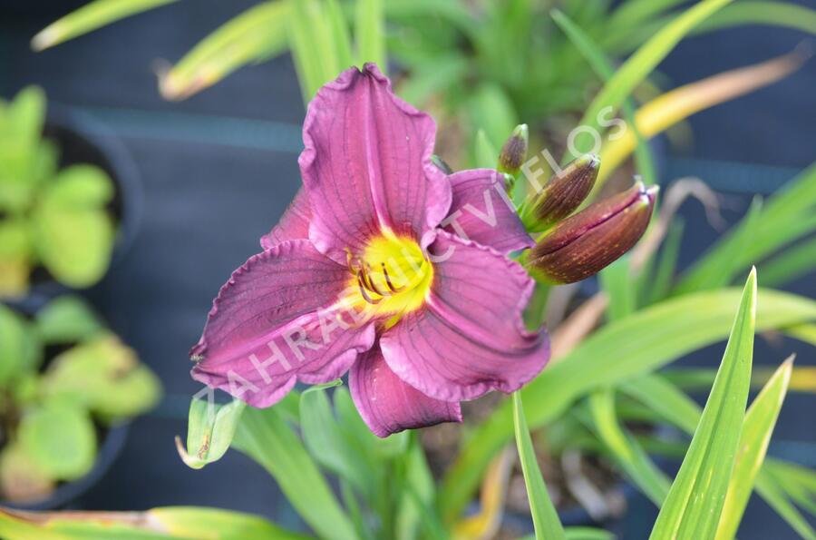 Denivka 'Macbeth' - Hemerocallis 'Macbeth'