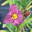 Denivka 'Macbeth' - Hemerocallis 'Macbeth'