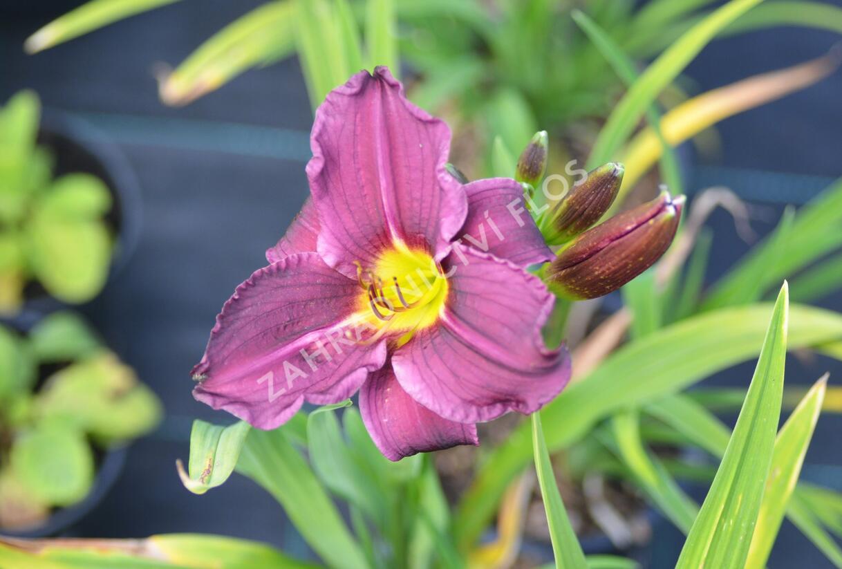 Denivka 'Macbeth' - Hemerocallis 'Macbeth'
