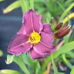 Denivka 'Macbeth' - Hemerocallis 'Macbeth'
