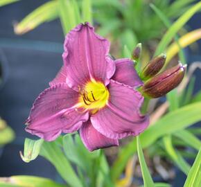 Denivka 'Macbeth' - Hemerocallis 'Macbeth'