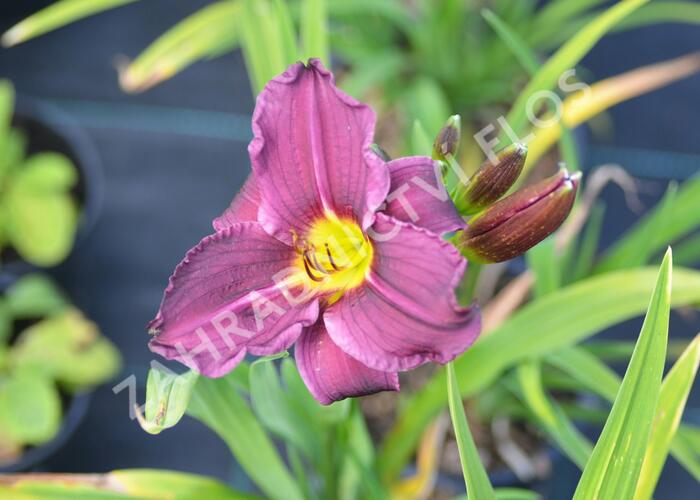 Denivka 'Macbeth' - Hemerocallis 'Macbeth'