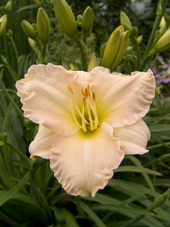 Denivka 'Lullaby Baby' - Hemerocallis 'Lullaby Baby'