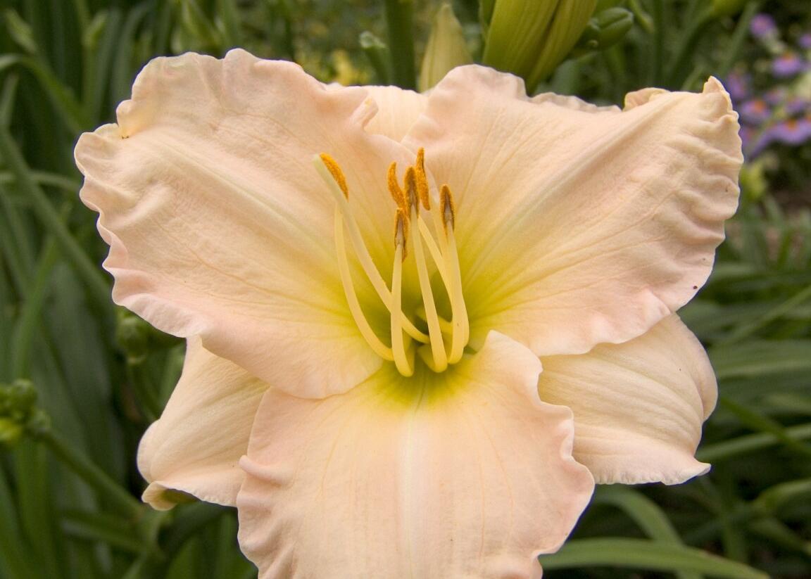 Denivka 'Lullaby Baby' - Hemerocallis 'Lullaby Baby'