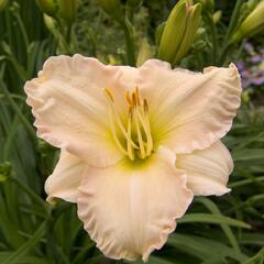 Denivka 'Lullaby Baby' - Hemerocallis 'Lullaby Baby'