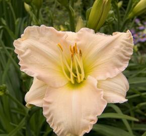 Denivka 'Lullaby Baby' - Hemerocallis 'Lullaby Baby'