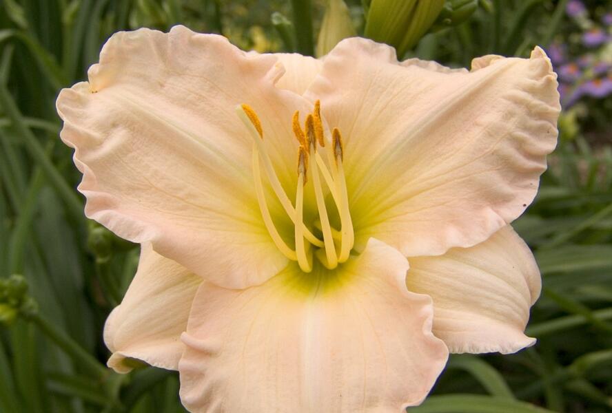 Denivka 'Lullaby Baby' - Hemerocallis 'Lullaby Baby'