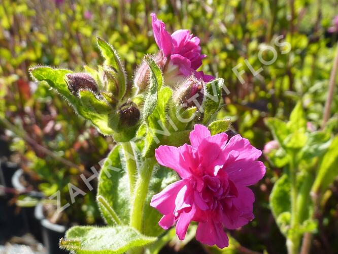 Silenka dvoudomá 'Firefly' - Silene dioica 'Firefly'