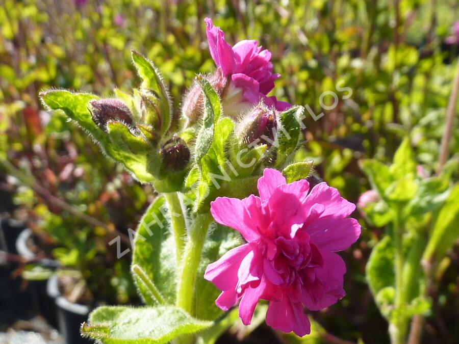 Silenka dvoudomá 'Firefly' - Silene dioica 'Firefly'
