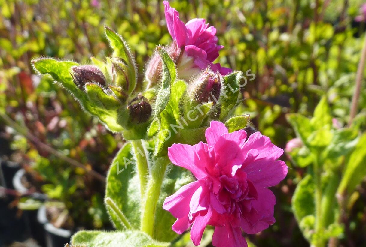 Silenka dvoudomá 'Firefly' - Silene dioica 'Firefly'