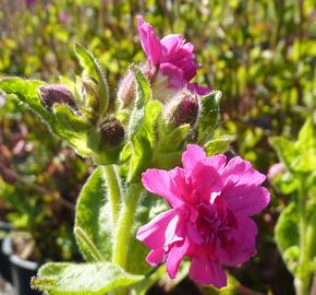 Silenka dvoudomá 'Firefly'