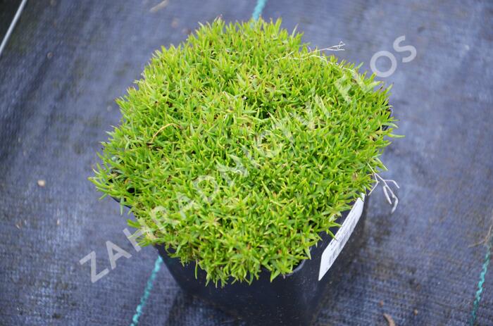 Silenka bezlodyžná - Silene acaulis