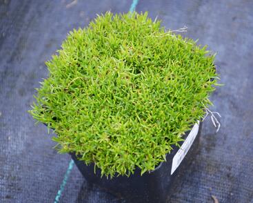 Silenka bezlodyžná