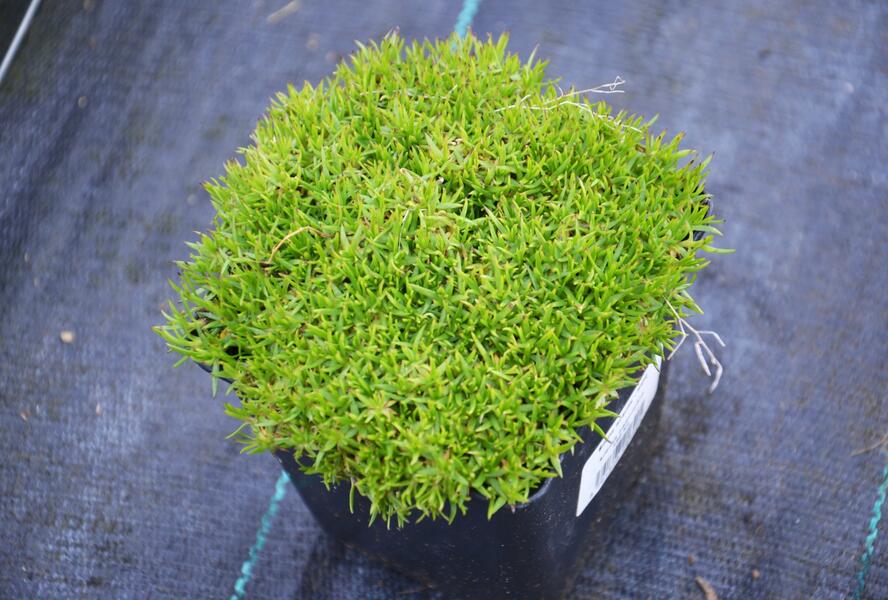 Silenka bezlodyžná - Silene acaulis