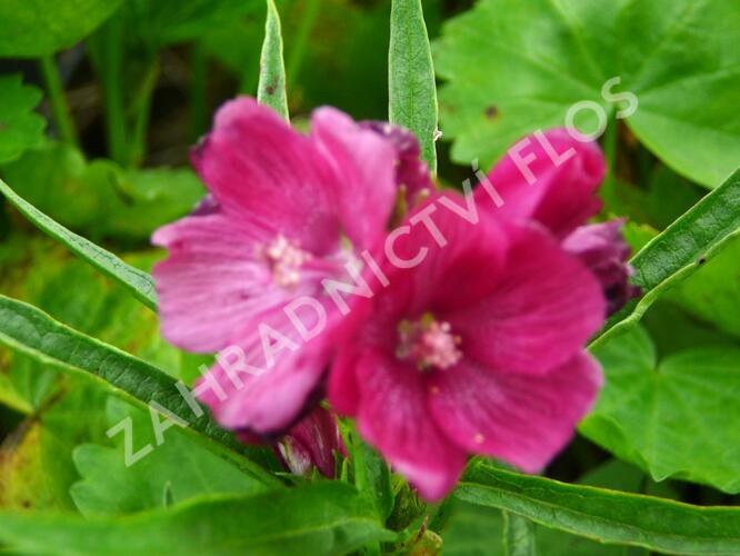 Slézovník 'Brilliant' - Sidalcea oregana 'Brilliant'