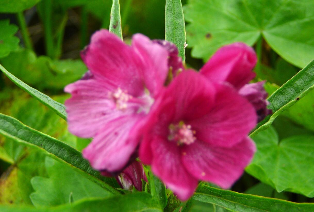 Slézovník 'Brilliant' - Sidalcea oregana 'Brilliant'