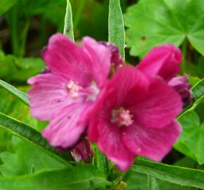 Slézovník 'Brilliant' - Sidalcea oregana 'Brilliant'