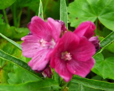 Slézovník 'Brilliant'