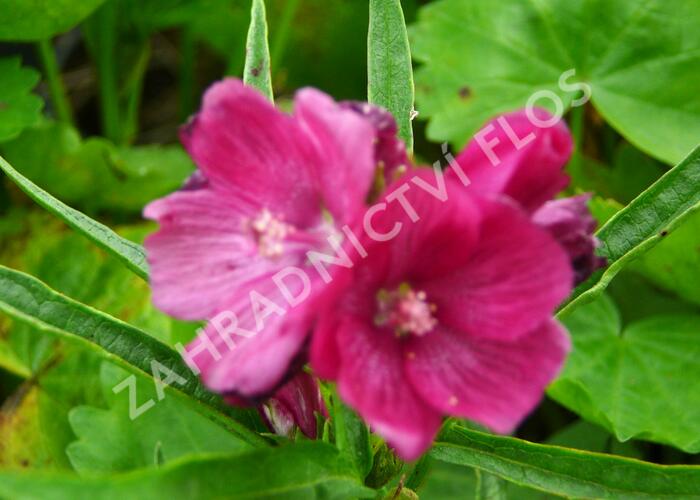 Slézovník 'Brilliant' - Sidalcea oregana 'Brilliant'