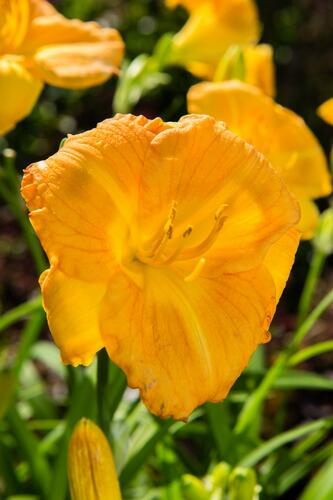 Denivka 'Longfields Goldfish' - Hemerocallis 'Longfields Goldfish'