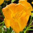 Denivka 'Longfields Goldfish' - Hemerocallis 'Longfields Goldfish'