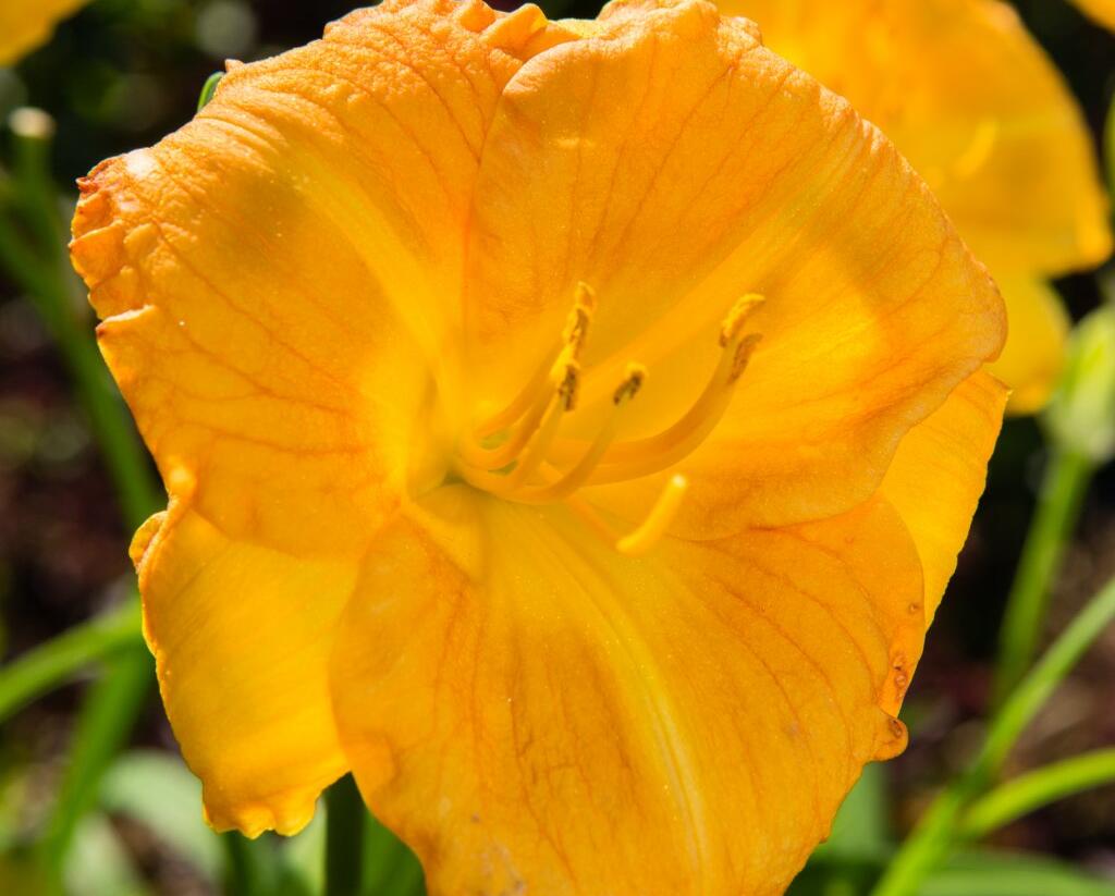 Denivka 'Longfields Goldfish' - Hemerocallis 'Longfields Goldfish'
