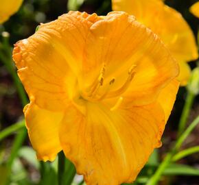 Denivka 'Longfields Goldfish' - Hemerocallis 'Longfields Goldfish'