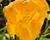 Denivka 'Longfields Goldfish'