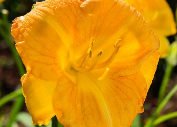 Denivka 'Longfields Goldfish' - Hemerocallis 'Longfields Goldfish'