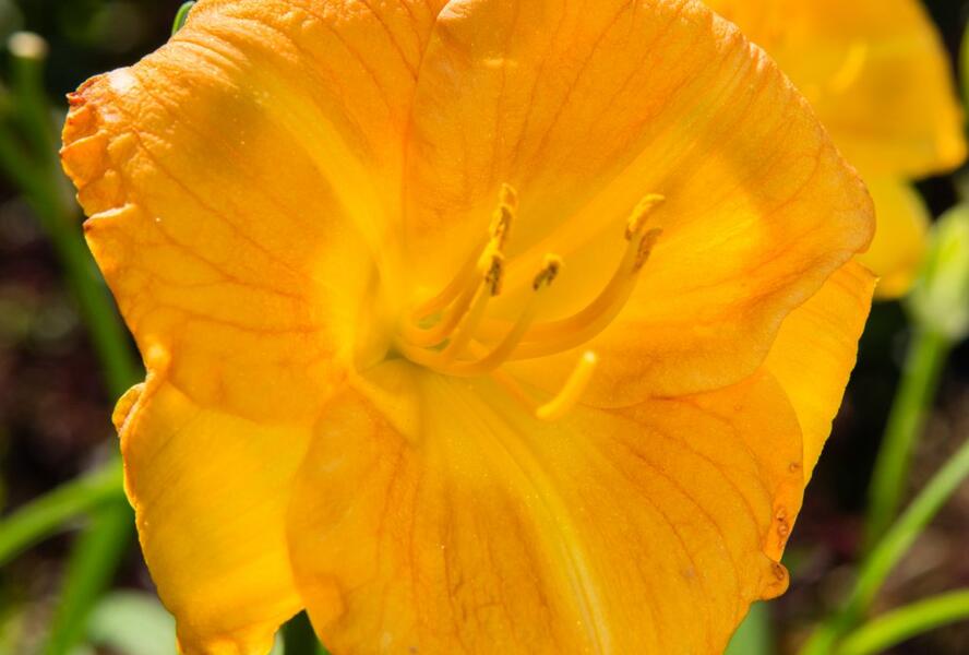 Denivka 'Longfields Goldfish' - Hemerocallis 'Longfields Goldfish'