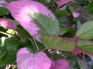 Aktinidie, kiwi sibiřské - samčí 'Adam' - Actinidia kolomikta 'Adam'