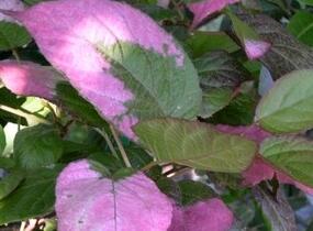 Aktinidie, kiwi sibiřské - samčí 'Adam' - Actinidia kolomikta 'Adam'