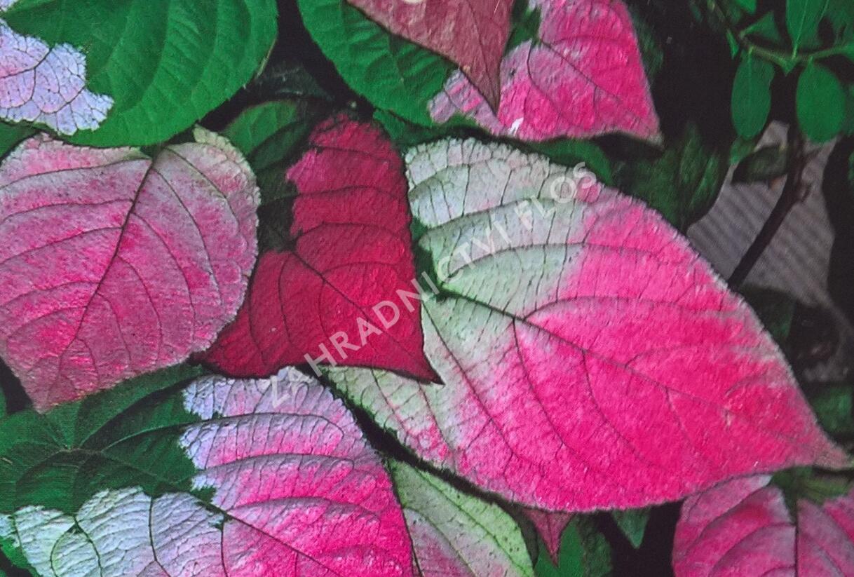 Aktinidie, kiwi sibiřské - samčí 'Adam' - Actinidia kolomikta 'Adam'