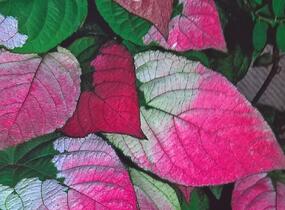 Aktinidie, kiwi sibiřské - samčí 'Adam' - Actinidia kolomikta 'Adam'