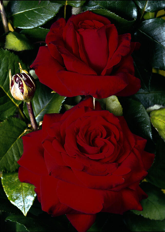 Růže velkokvětá 'Helmut Kohl' ('Red Nostalgie') - Rosa VK 'Helmut Kohl' ('Red Nostalgie')