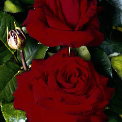 Růže velkokvětá 'Helmut Kohl' ('Red Nostalgie') - Rosa VK 'Helmut Kohl' ('Red Nostalgie')