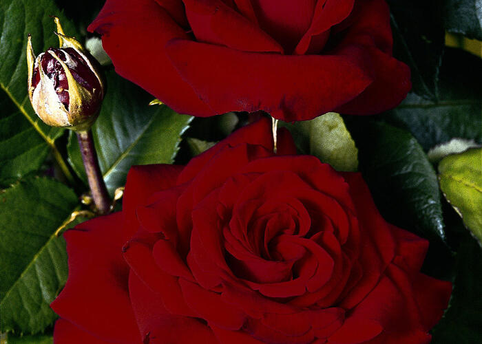 Růže velkokvětá 'Helmut Kohl' - Rosa VK 'Helmut Kohl'