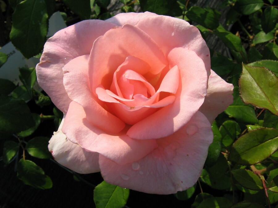 Růže velkokvětá 'Flamingo' - Rosa VK 'Flamingo'