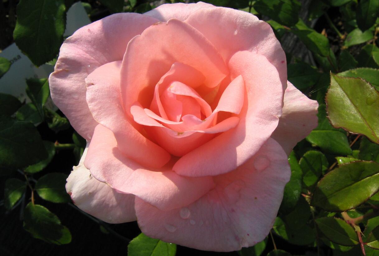Růže velkokvětá 'Flamingo' - Rosa VK 'Flamingo'