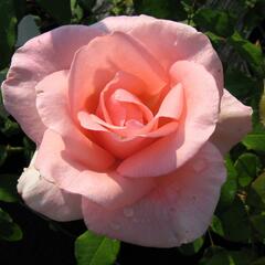 Růže velkokvětá 'Flamingo' - Rosa VK 'Flamingo'